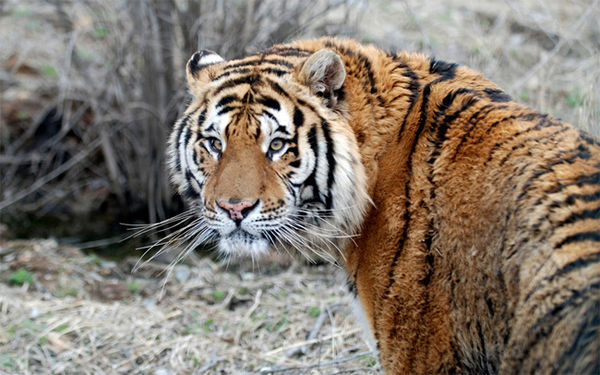 長春東北虎網站建設(長春東北虎園游覽地圖)